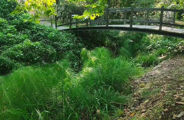 La Guera كارتيس